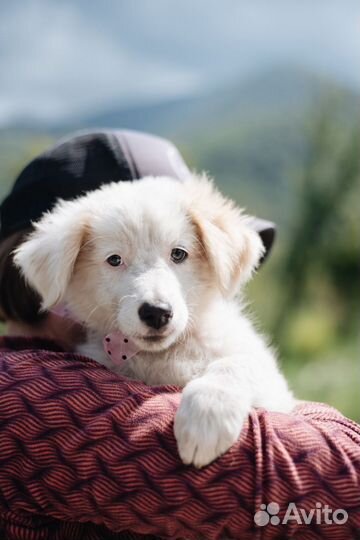 Белый щенок в добрые руки