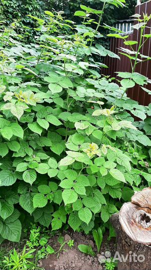 Саженцы Малины