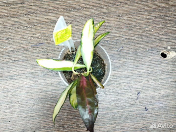 Хойи черенки 1