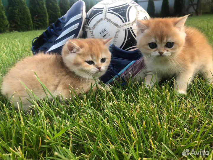 Британская золотая шиншилла