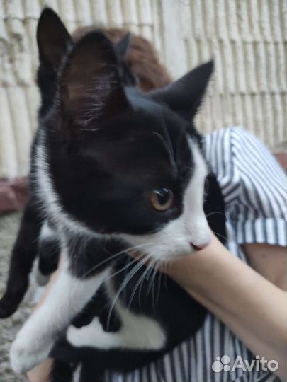 Котята в дар