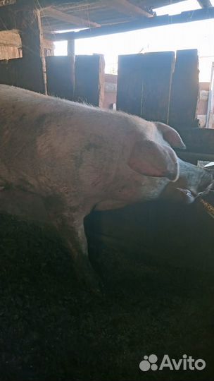 Хряк на племя