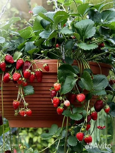 Коубника (земляника садовая ) Тоскана