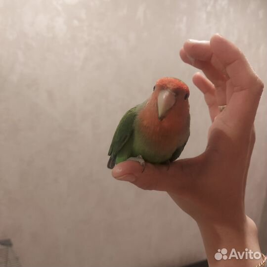 Попугай неразлучник