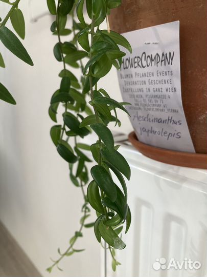 Черенки Aeschinanthus japhrolepis