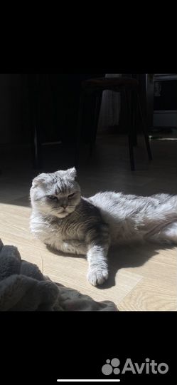 Шотландская