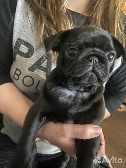 Щенки мопса