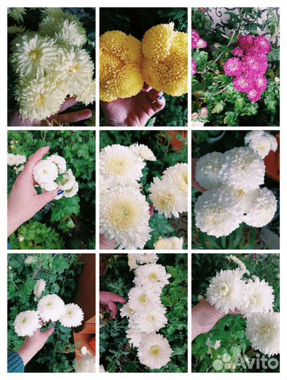 Черенки хризантемы