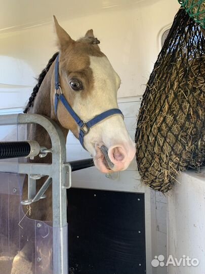 Уэльский пони