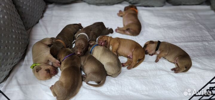 Щенки питбуля с документами