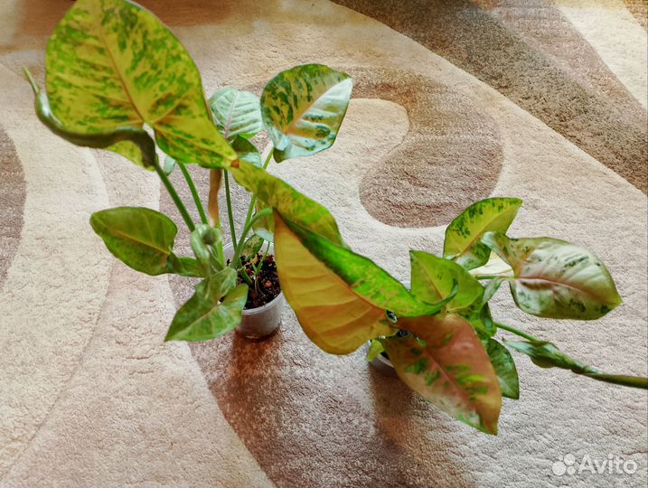 Сингониумы