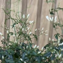 Жасмин многоцветковый