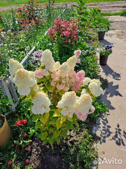 Гортензия саженцы метельчатая