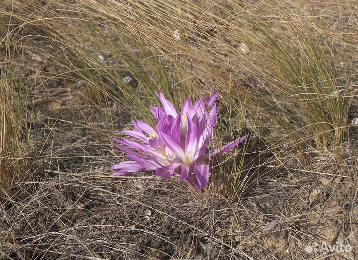Подснежники, Рябчики, Безвременники