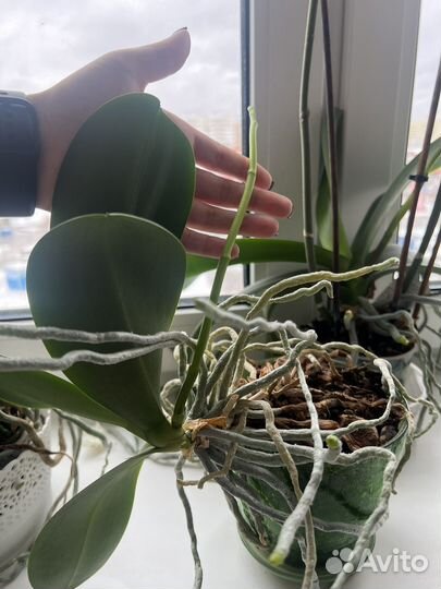 Орхидея фаленопсис