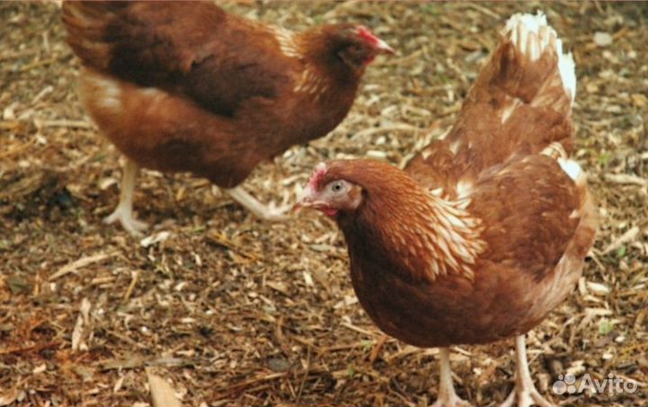 Куры молодки несушки с доставка до дома
