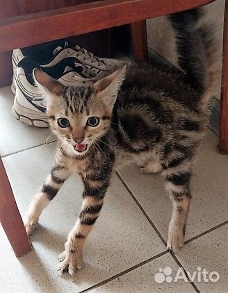 Девчушка ищет свой дом