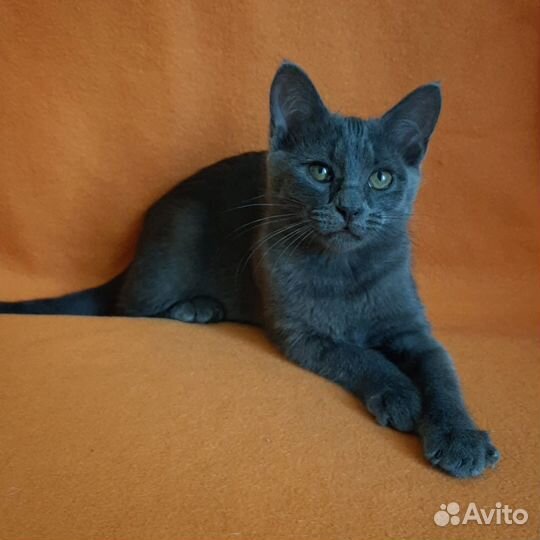 Котенок Марик фенотип 