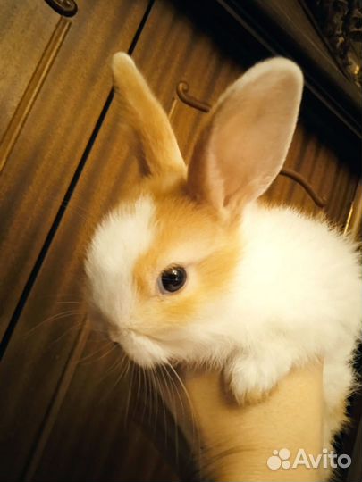 Декоративные карликовые кролики