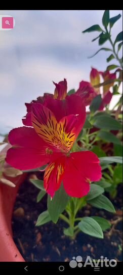 Альстромерия апмельная