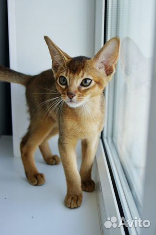 Абиссинский котенок с документами объявление продам