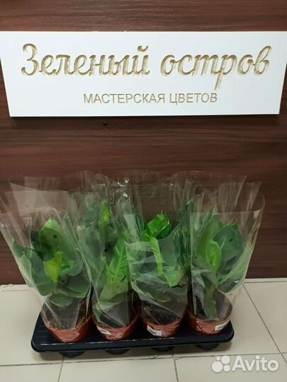 Банан Tropicana