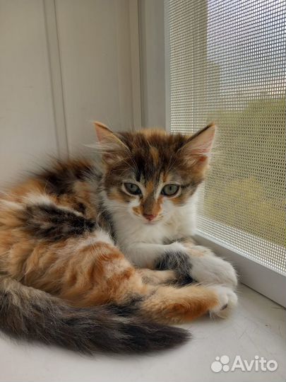 Норвежская трёхцветная малышка в добрые руки