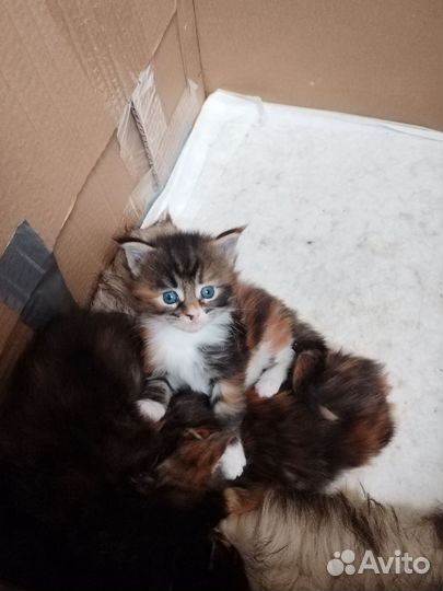 Котята мейн-кун