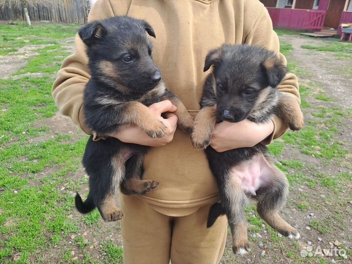 Немецкая овчарка