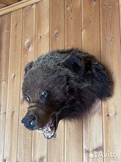 Чучела животных