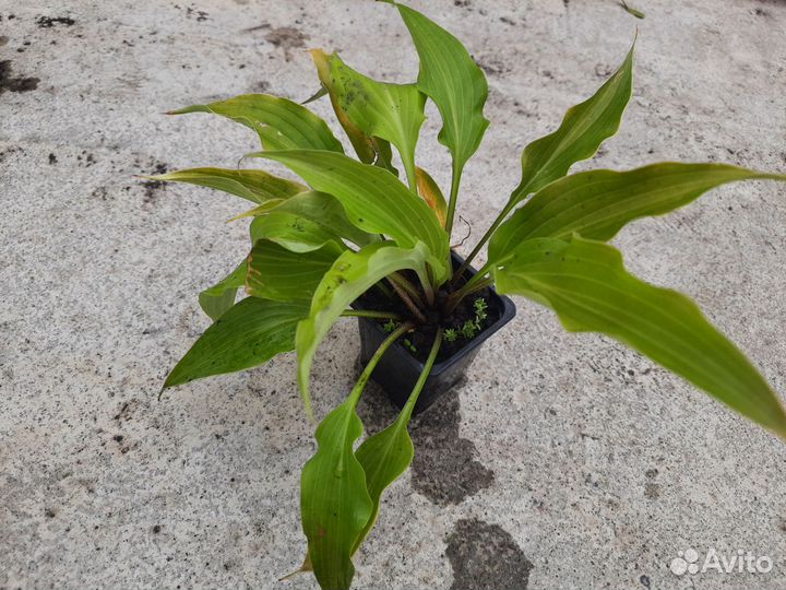 Продам многолетки,хосты