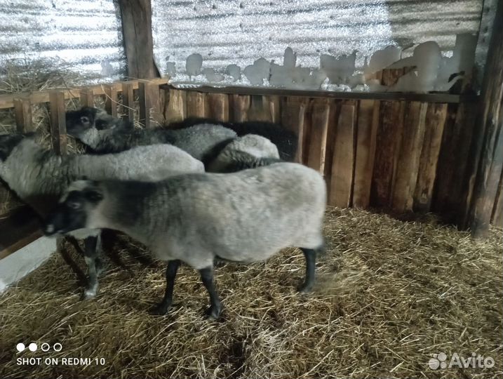 Овцы на племя