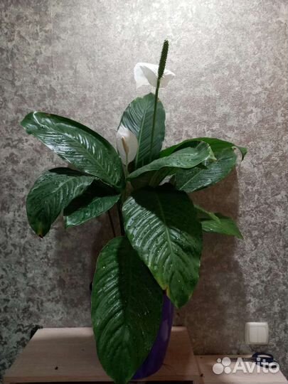 Комнатные растения 