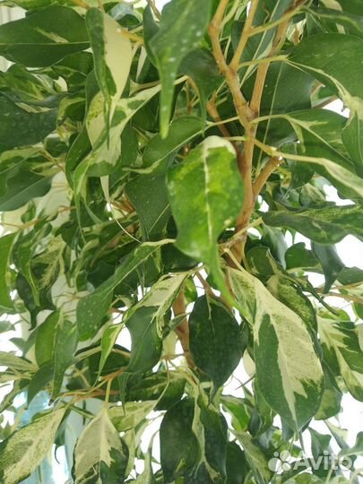 Фикусы. Керли