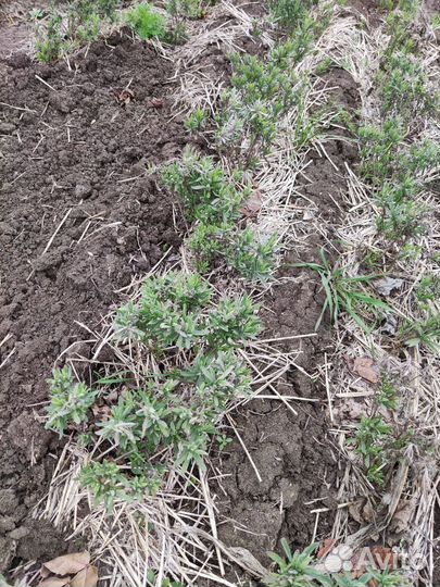 Лаванда узколистная саженцы, букеты, саше