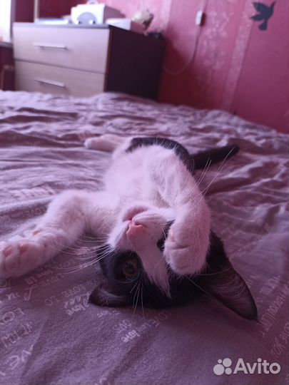 Котёнок в добрые руки