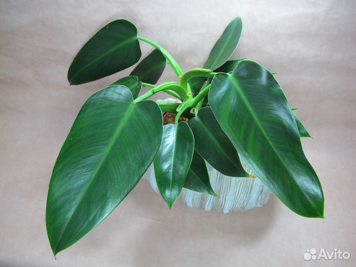 Филодендрон 'Tuxla'