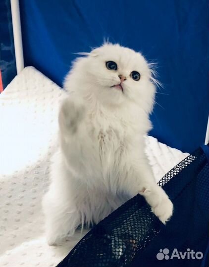 Котик шотландский