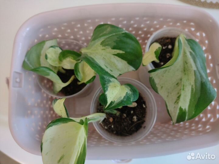 Филодендроны