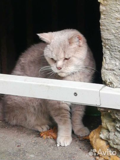 Кошка в дар бесплатно