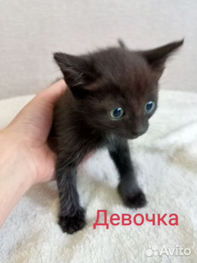 Котенок, девочка в добрые руки