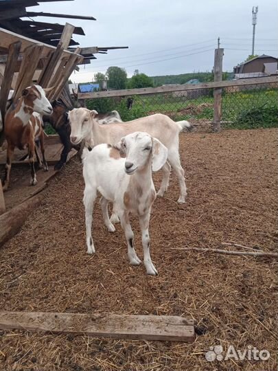 Коза ламанча