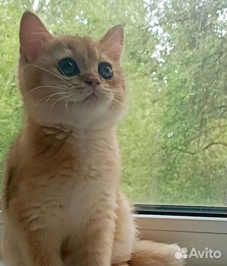 Британские котятки