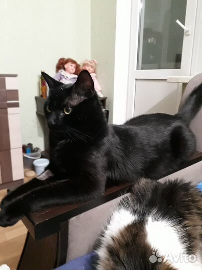 Отдам, чёрного полубританского кота