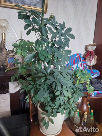 Большие комнатные растения