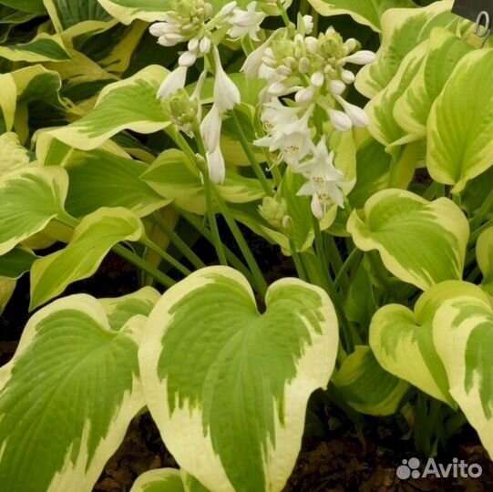 Хосты Дельта Даун