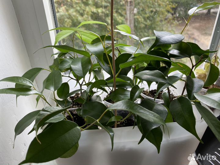 Фикус бенджамина сорт экзотика