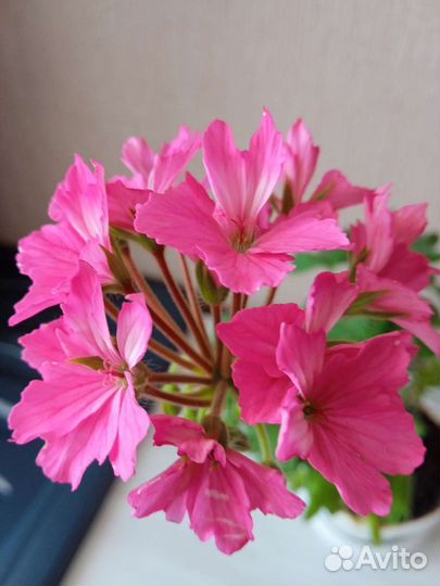 Пеларгония звездчатая