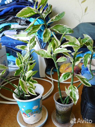 Комнатные цветы