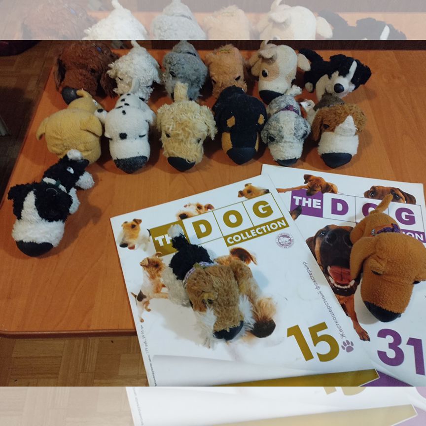 the dog collection Авито Объявления во всех регионах: купить
